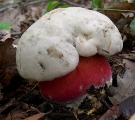    Boletus satanas